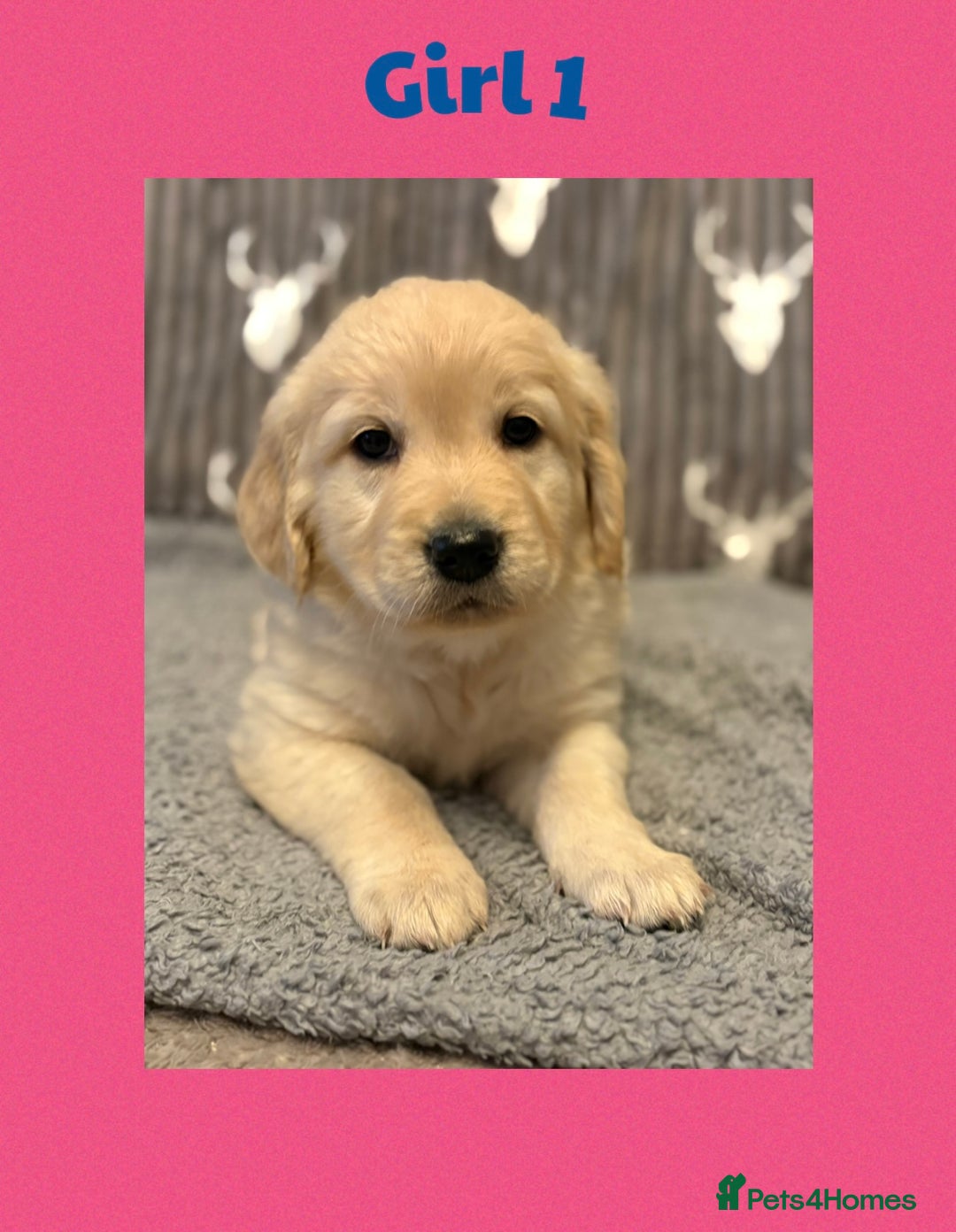 Golden Retriever dogs for sale: Golden retriever puppys - Image 2