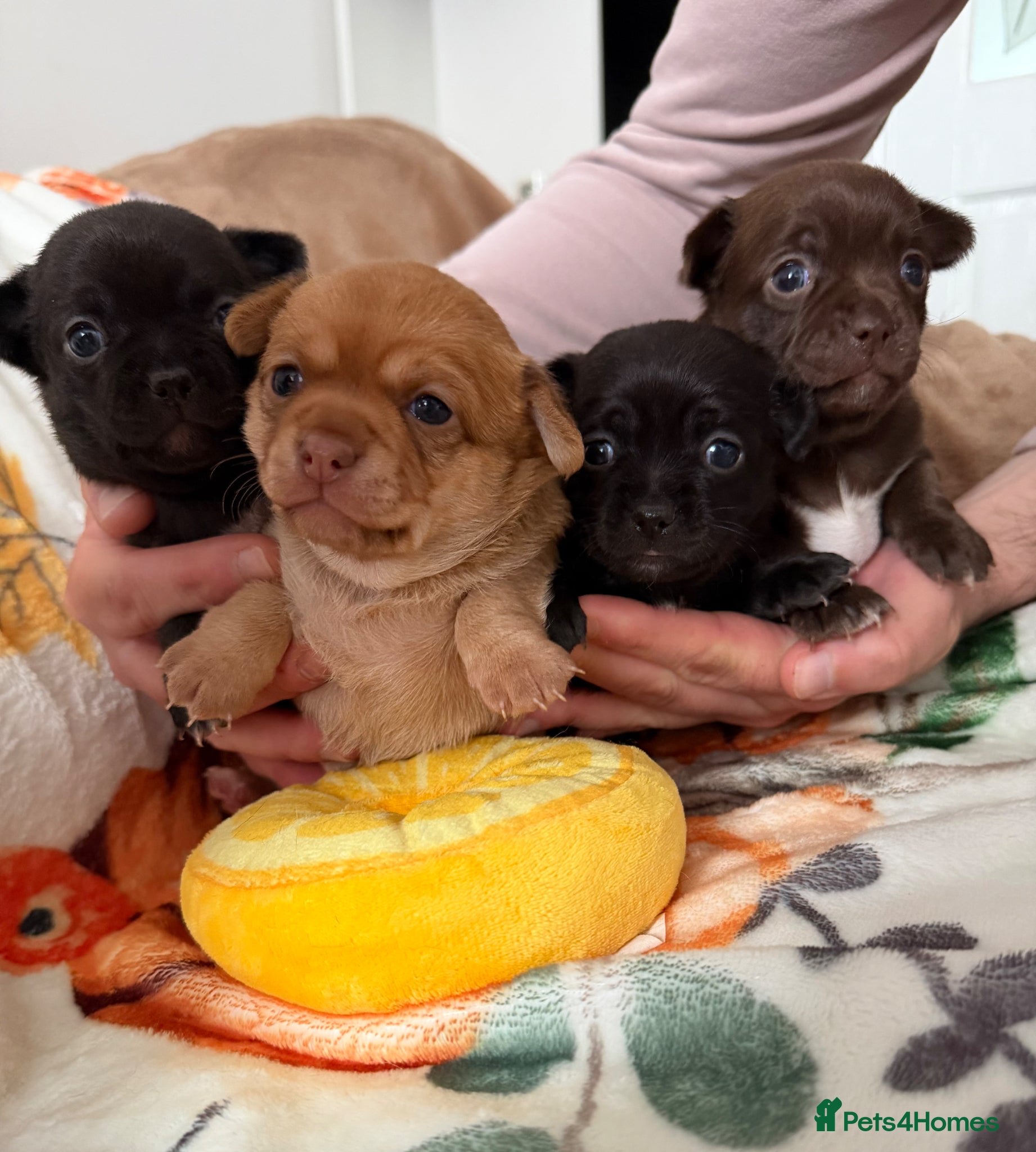 Chihuahua dogs Incredible Chihuahua Puppies - Advert 8