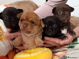 Chihuahua dogs Incredible Chihuahua Puppies - Advert 8