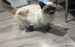 Ragdoll cats for sale: Beautiful full breed ragdoll  - Image 4