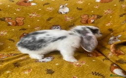 French Lop rabbits for sale: Brc rung Giant French lop rabbits for sale  - Image 25