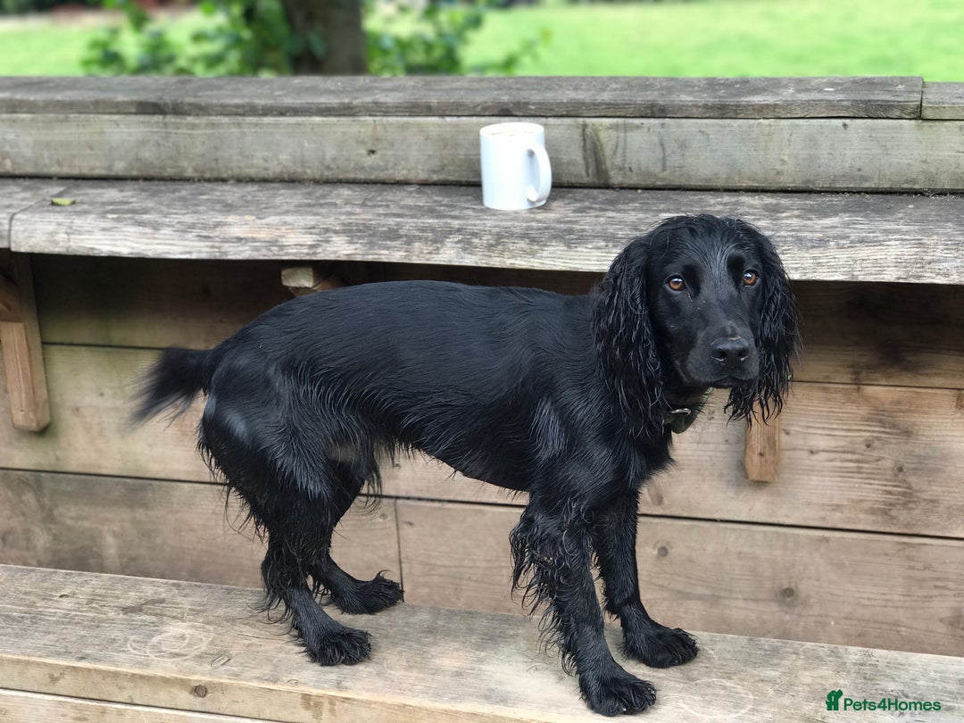 Cocker Spaniel dogs for stud: KC Registered Working Cocker Spaniel STUD - Advert 3