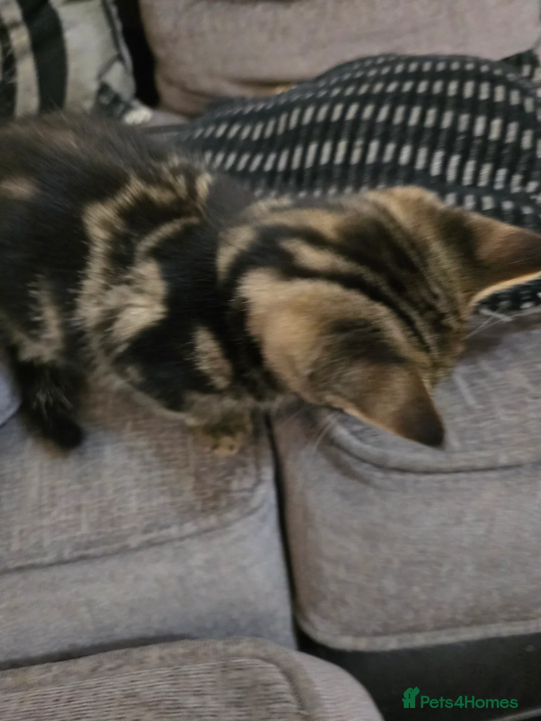 Maine Coon cats for sale: 7 beautiful Maine Coon X - Advert 19