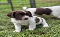 English Springer Spaniel dogs for sale: English springer spaniels  - Image 5
