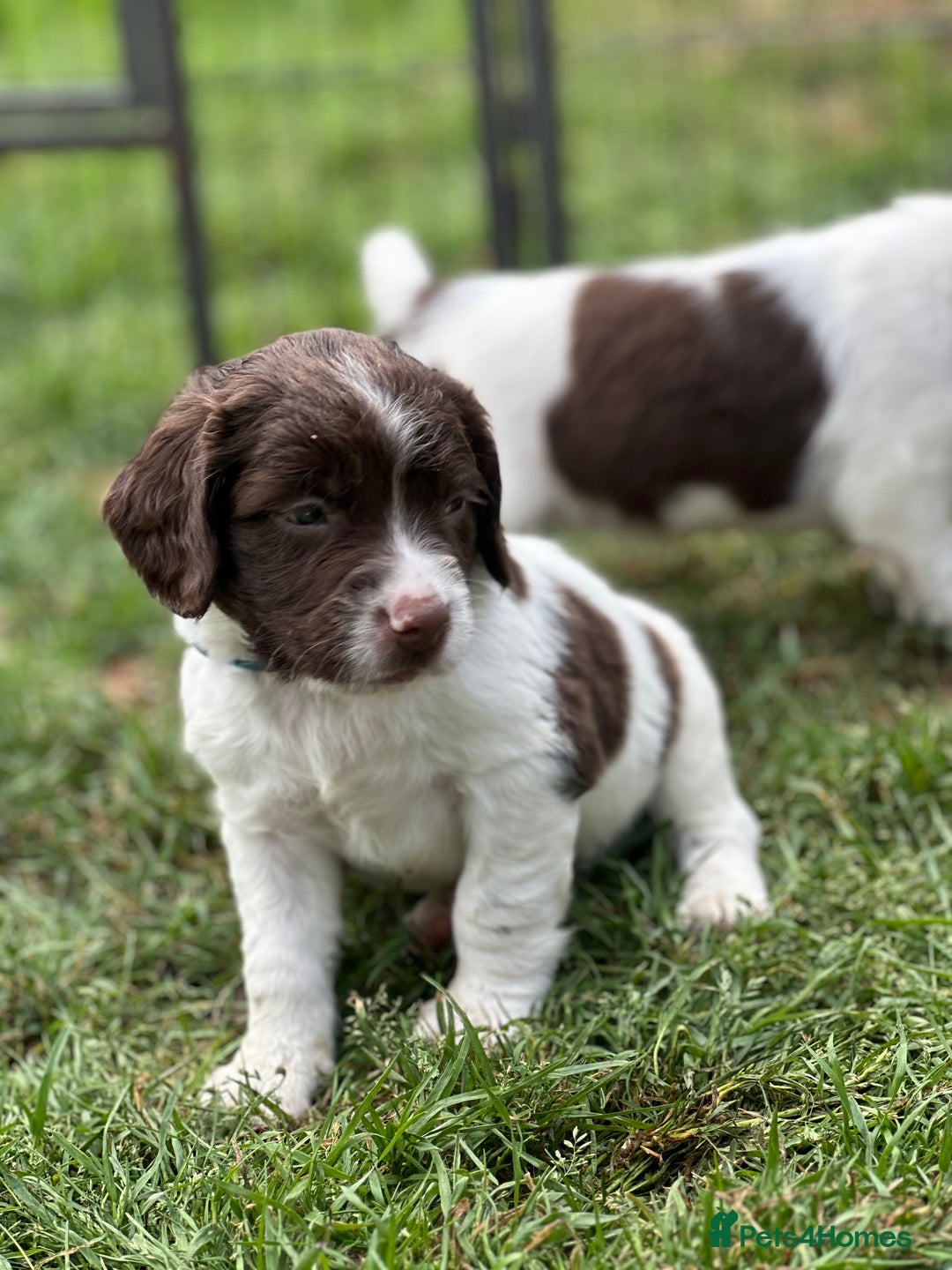 English Springer Spaniel dogs for sale: English springer spaniels  - Image 5