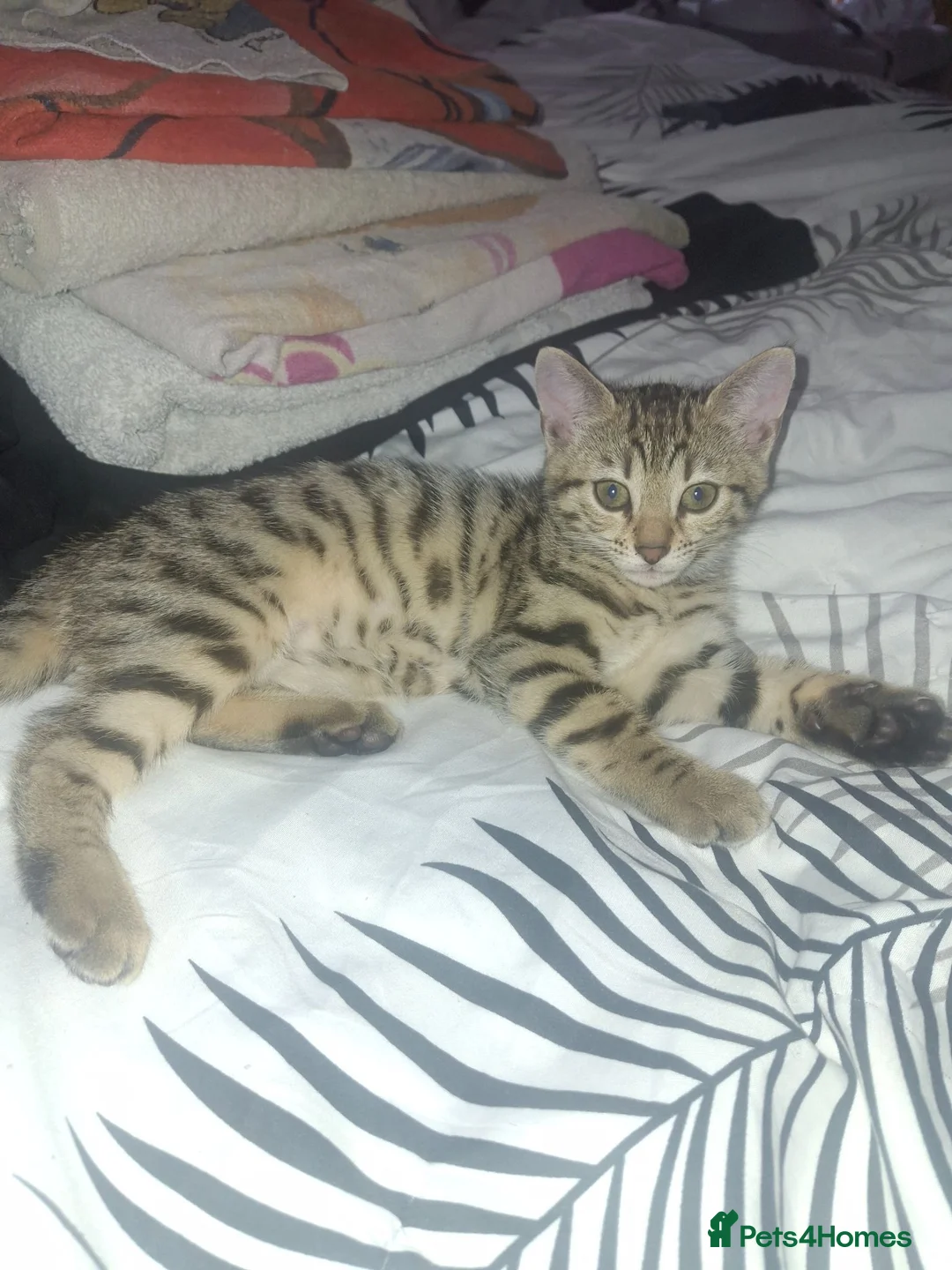 Bengal cats for sale: Beautiful bengals lots of colours and ages - Advert 13