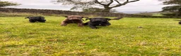 Springador dogs for sale: Springadors! 6 puppies  in Skipton - Advert 10