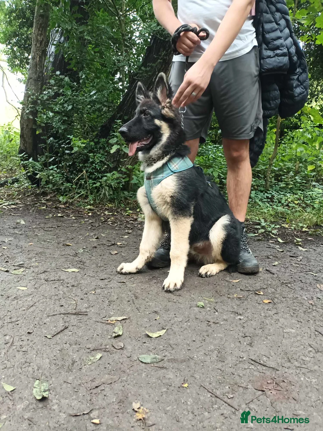 German Shepherd dogs for stud: Chunky GSD male for stud  in Redcar - Advert 12