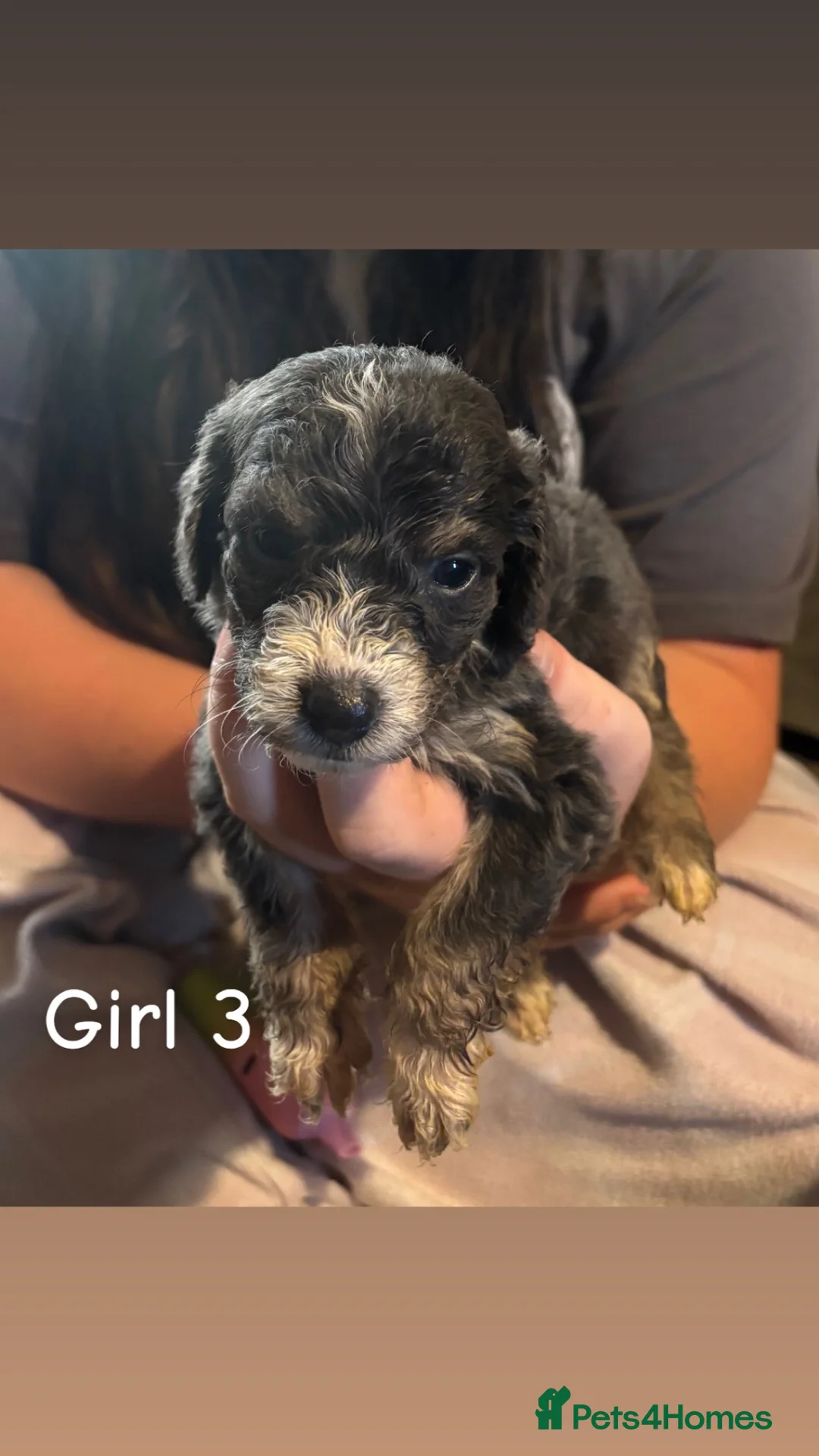 Cockapoo dogs for sale: Cockapoo puppy’s for sale  - Advert 2