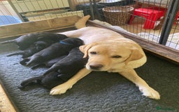 Labrador Retriever dogs for sale: Black Labrador Puppies - Image 1