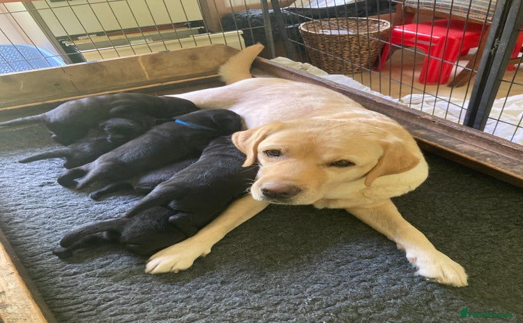 Labrador Retriever dogs - Advert 1