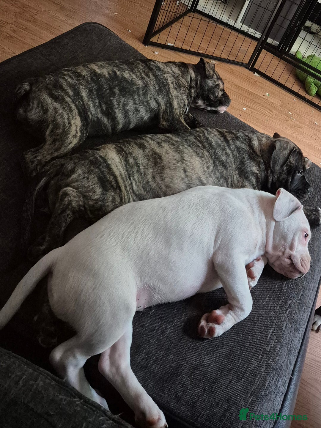 Mixed Breed dogs for sale: Frenchie cross Staffie Pups - Advert 11