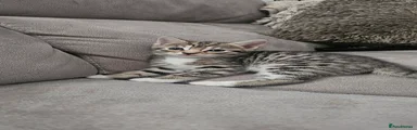 Bengal green