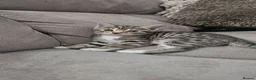 Bengal cats for sale: Bengal kittens - Advert 22