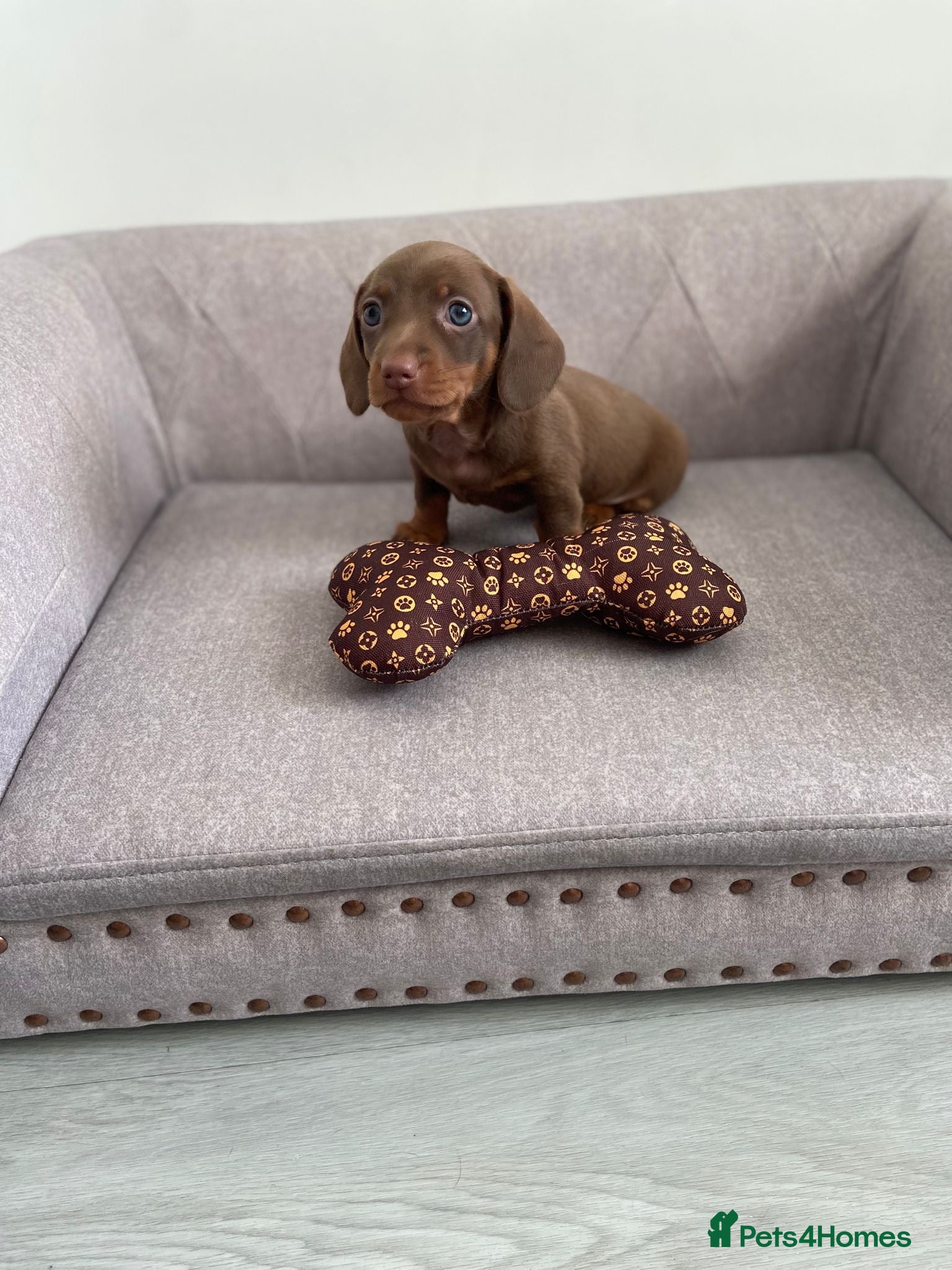 Miniature Dachshund dogs Kc fully health tested parents daxi boys - Advert 2