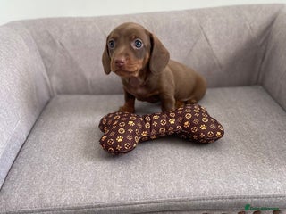 Miniature Dachshund dogs Kc fully health tested parents daxi boys - Advert 2