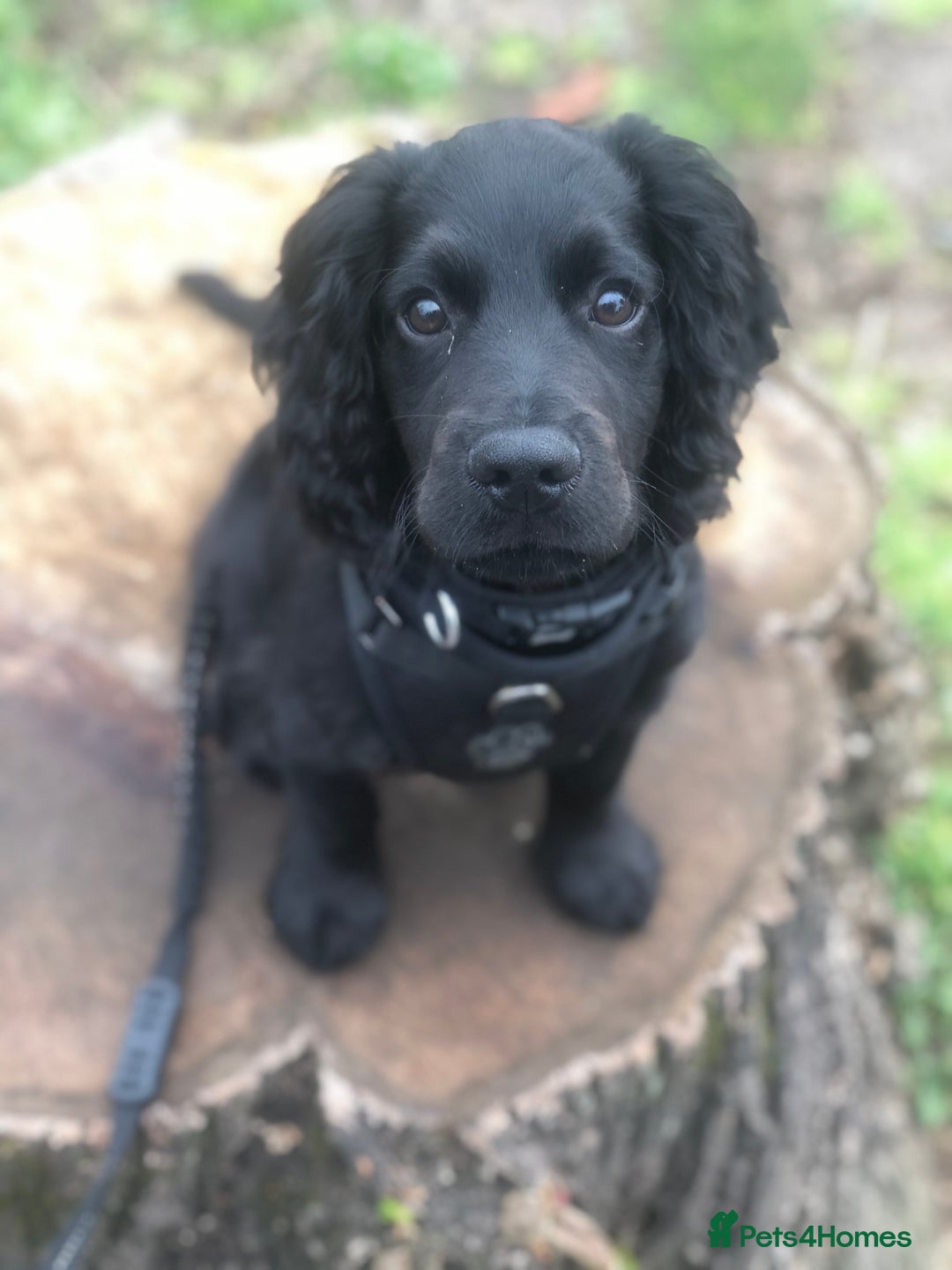 Cocker Spaniel dogs for sale: Looking for a new home - Image 3