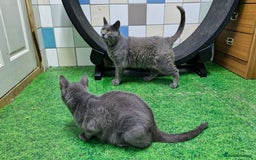 Chartreux cats for sale: Chartreux adult mum and daughter  - Image 16