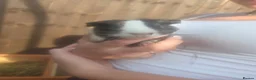 Guinea Pig rodents for sale: 2 male guinea pigs - Advert 4