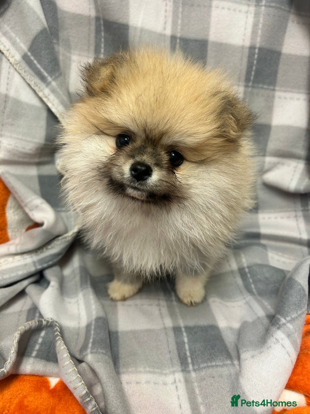Pomeranian dogs for sale: Stunning litter merl Pomeranian - Image 31