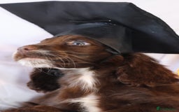 Cocker Spaniel dogs for sale: Championline Cocker Spaniel - Advert 31