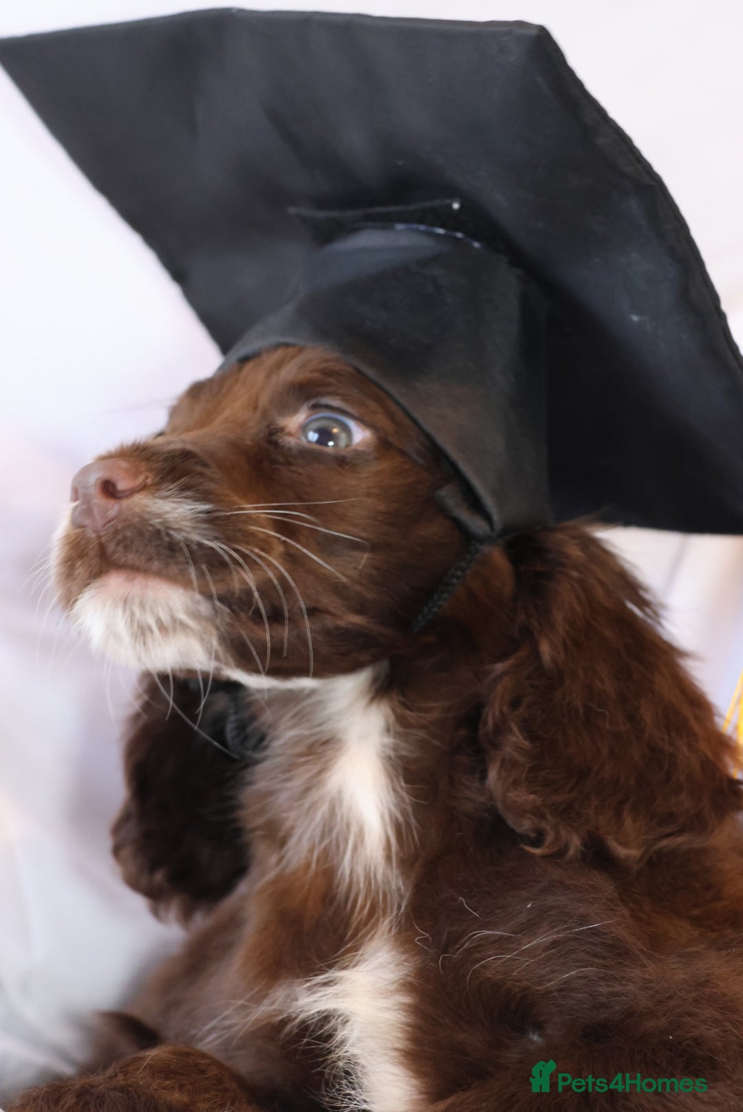 Cocker Spaniel dogs for sale: Championline Cocker Spaniel - Advert 31