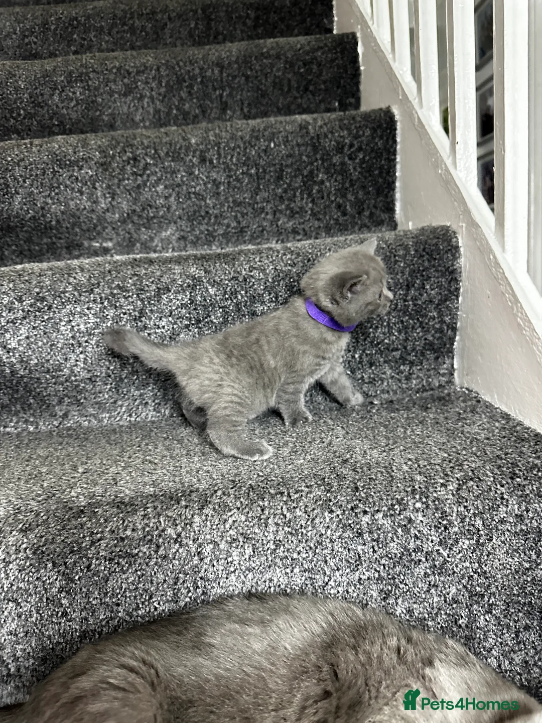 British Shorthair cats for sale: 3 Gorgeous British Shorthair Kittens  - Advert 2