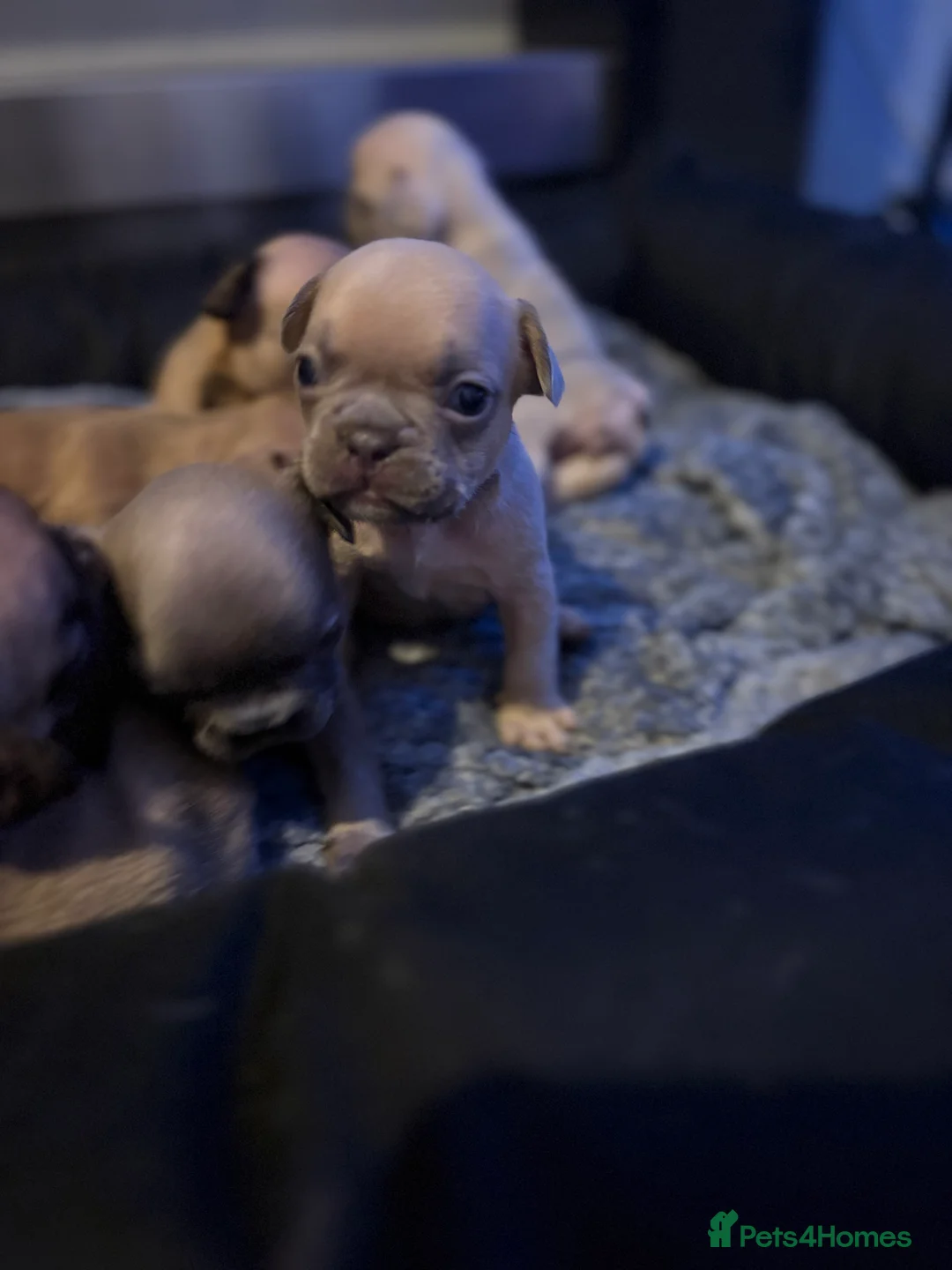 French Bulldog dogs for sale: French bulldog puppies  - Advert 13