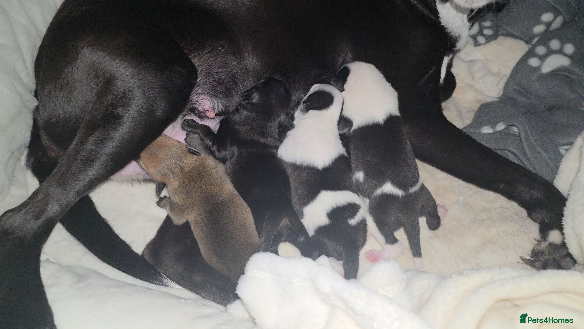 Mixed Breed dogs 5 collie x whippet puppies  - Advert 8