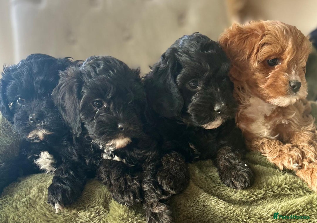 Cavapoo dogs for sale: Stunning cavapoos - Advert 6