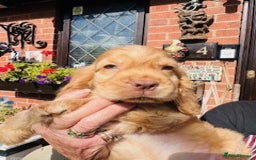 Cocker Spaniel dogs for sale: lyncham cocker spaniels - Image 7