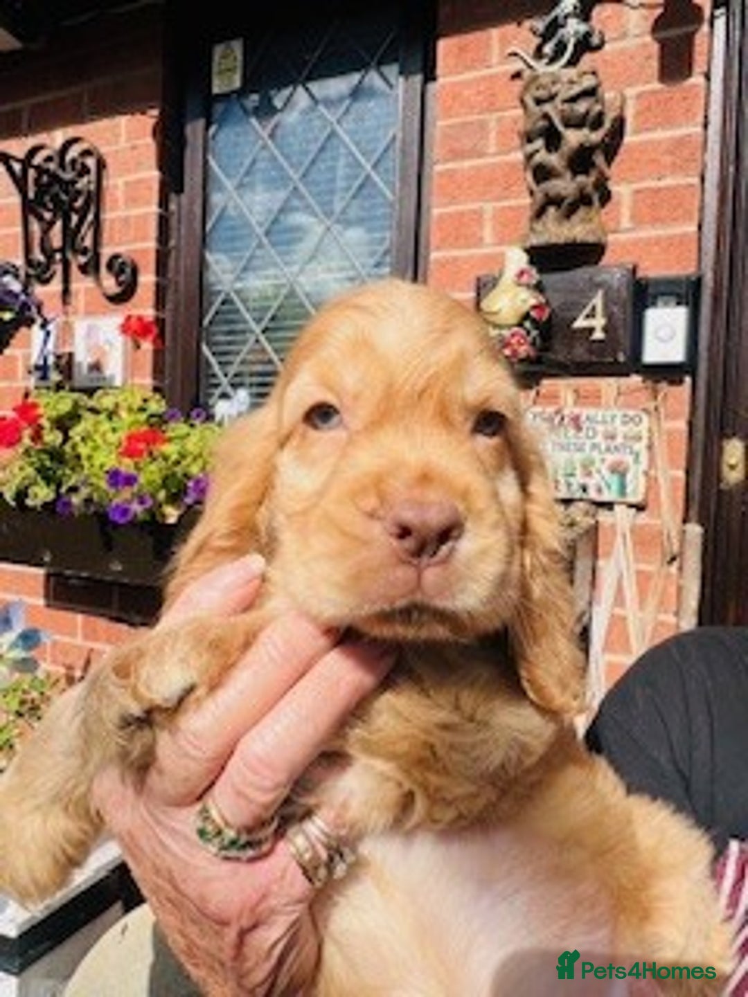 Cocker Spaniel dogs for sale: lyncham cocker spaniels - Image 7