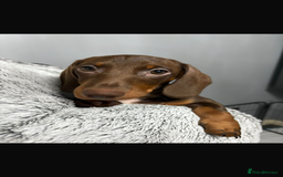 Miniature Dachshund dogs for sale: Ready to go-Gorgeous miniature Dachshund puppies   - Image 8