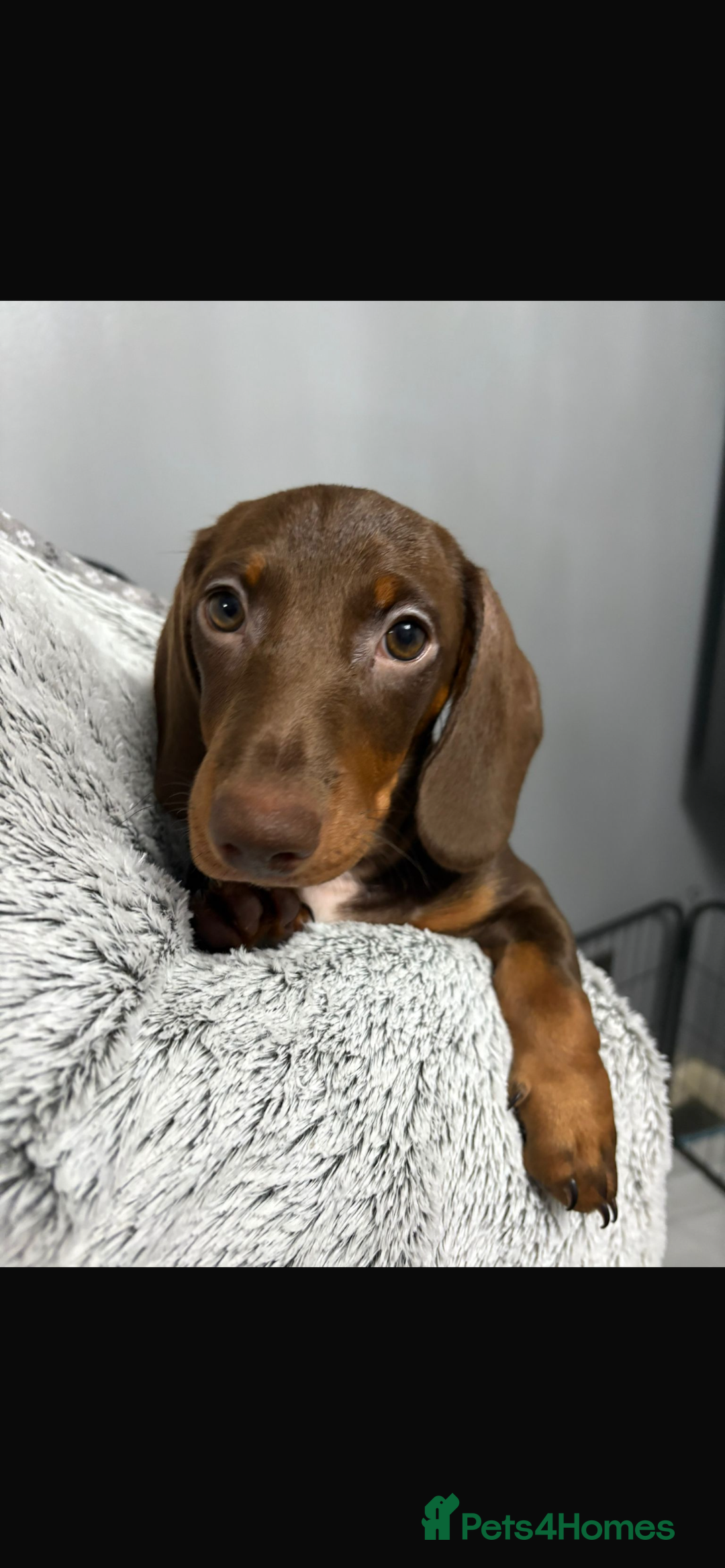 Miniature Dachshund dogs for sale: Ready to go-Gorgeous miniature Dachshund puppies   - Image 8
