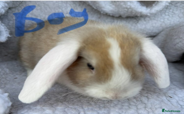 Mini Lop rabbits Pure Bred Mini Lop Babies - Advert 10