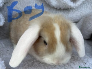 Mini Lop rabbits Pure Bred Mini Lop Babies - Advert 14