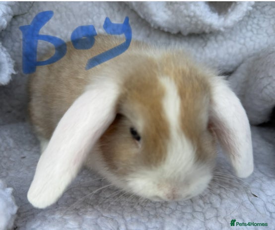 Mini Lop rabbits Pure Bred Mini Lop Babies - Advert 10