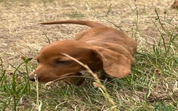 Dachshund dogs for sale: READY NOW STUNNING MINI DAXIS PRA KC REG - Image 11