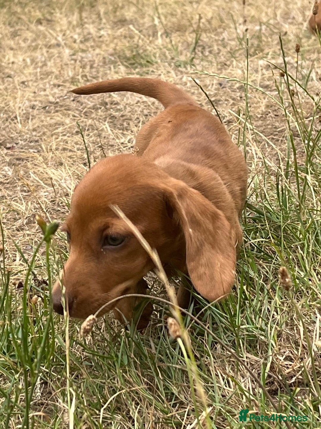 Dachshund dogs for sale: READY NOW STUNNING MINI DAXIS PRA KC REG - Image 11