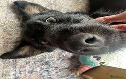 Mixed Breed dogs for adoption: TUX Small body BIG personality - Image 1