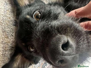 Mixed Breed dogs for adoption - Advert 3