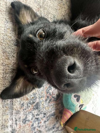 Mixed Breed dogs TUX Small body BIG personality - Advert 3