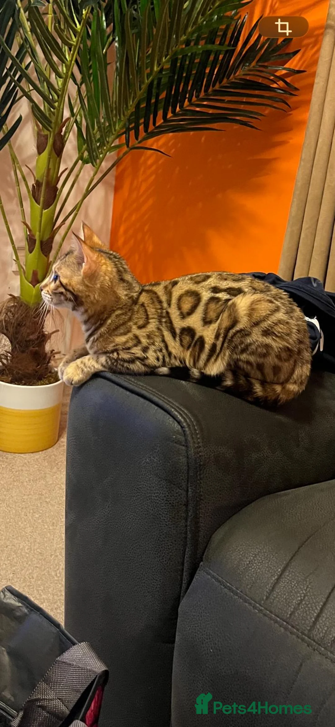 Bengal cats for sale: Bengal - Beautiful Bengal - Advert 5