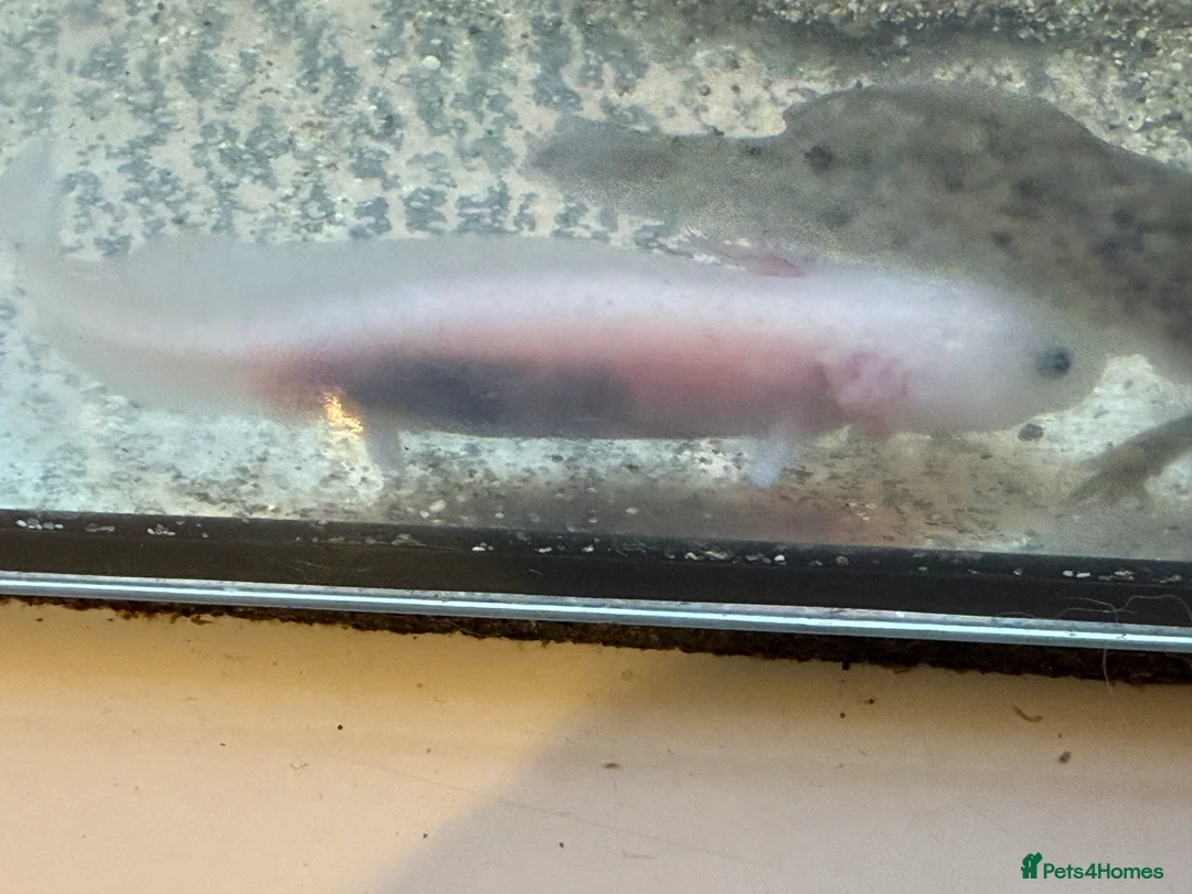 Axolotl reptiles for sale: Axolotl - Advert 12