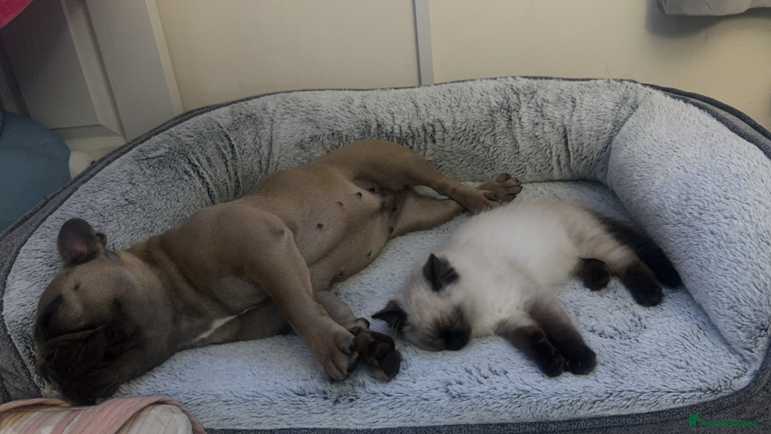 Ragdoll cats for sale: Beautiful Ragdoll kittens open to reasonable offer - Image 21