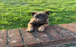 Belgian Shepherd Dog dogs for sale: Belgian malinois - Image 3