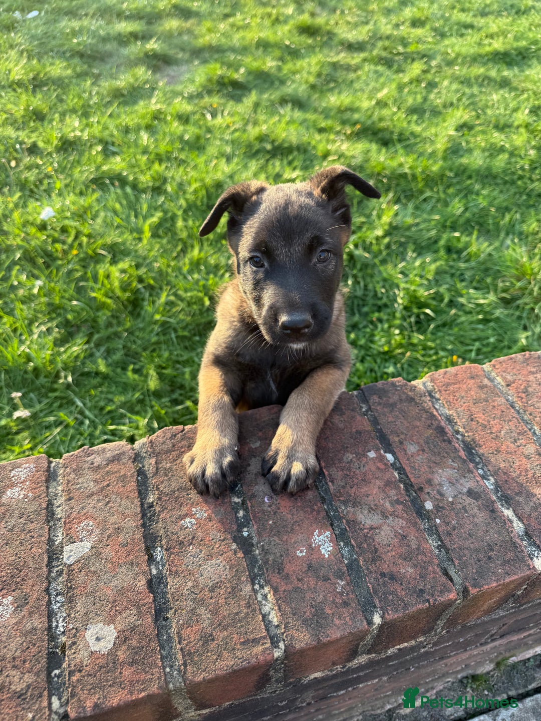 Belgian Shepherd Dog dogs for sale: Belgian malinois - Image 3