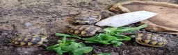 Tortoise reptiles for sale: Mediterranean spur thigh tortoises - hatchlings  - Advert 4
