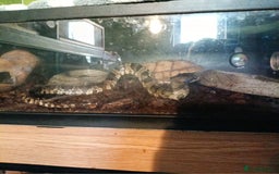 Snake reptiles for sale: False water cobra  - Image 3