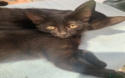 Mixed Breed cats for sale: 4 beautiful black kittens - Image 7